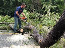 Leaf Removal in Waterloo, IL