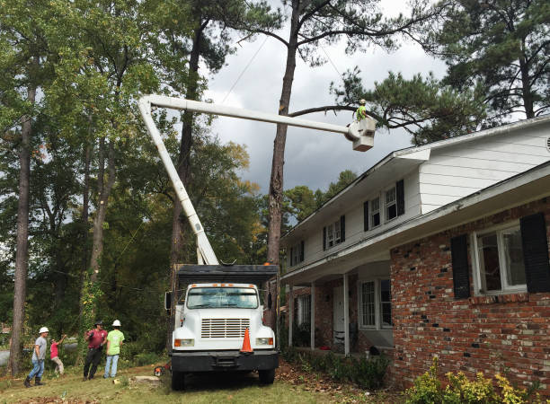 How Our Tree Care Process Works  in  Waterloo, IL