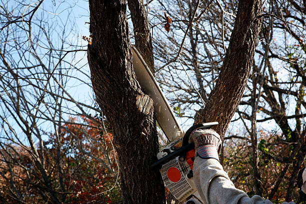 Trusted Waterloo, IL Tree Services Experts